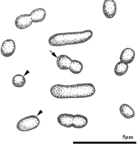 Fig. 3. Transmission electron micrographs of Cyanobium gracile Adong101619 showing thylakoids arranged parallel to the cell walls