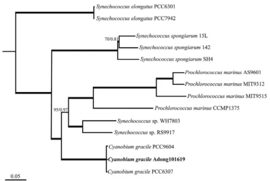 Fig. 4. Maximum-likelihood (ML) tree of the genus Cyanobium based on 16S SSU rDNA sequence data