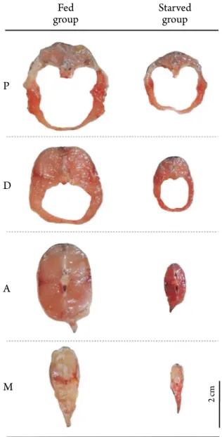 Fig. 5. Typical external morphology of a cross-sectional slice of  Far Eastern catfish, Silurus asotus at the conclusion of the  starva-tion experiment just anterior to the base of the pelvic fin (X = P),  just anterior to the base of the dorsal fin (X = D