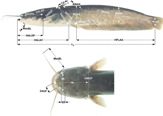 Fig. 1. Morphometric measurements of each landmark of Far Eastern catfish, Silurus asotus used in this study (according to Park et al