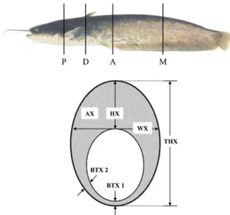 Fig. 2. Total height (THX), width (WX), area (AX), height (HX), and  belly thickness (BTX 1 and BTX 2) measured in Far Eastern catfish,   Silurus asotus on a cross-sectional slice (lower figure) taken just  anterior to the base of the pelvic fin (X = P), j