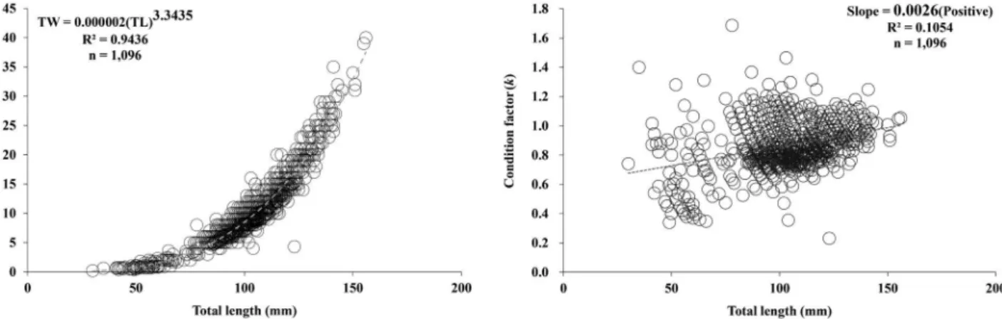 Fig. 3. Relationship between the total length and total weight (left), and between the total length and condition factor (k) (right) in the Zacco  platypus population sampled in the Cheonggyecheon stream.
