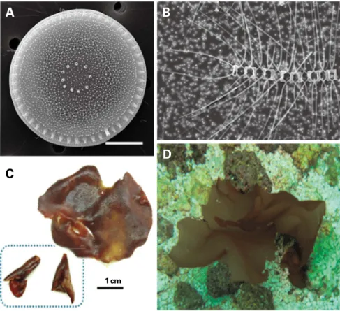 Fig. 10. Number of Korean indigenous algae species newly rec- rec-orded from this study.