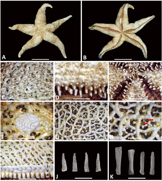 Fig. 1. Henricia oculata. A. abactinal side; B. actinal side; C. abactinal paxillae; D, K