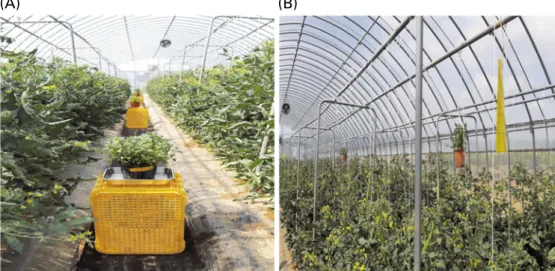 Fig. 2. Location of herb plants in the greenhouse. (A) Bottom (placed 50 cm above the ground) and (B) herb plants installed on the top (30 cm at the top of the crop).