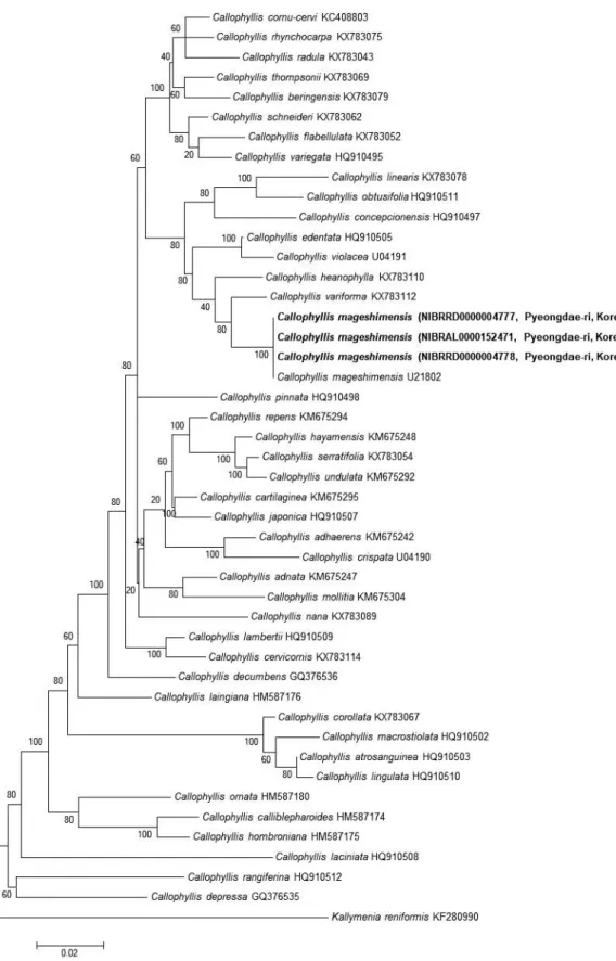 Fig. 2. Phylogenetic tree of Callophyllis species obtained from maximum-likelihood method based on rbc L sequences