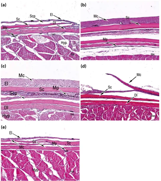 Fig. 7. Microstructure in Zacco platypus skin tissue. (a) Ref., (b) S1, (c) S2, (d) S3, (e) S4