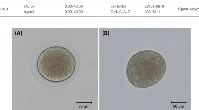 Fig. 1. Diagnostic features of a normal fertilized egg (A) and an unfertilized egg (B) in Mesocentrotus nudus.