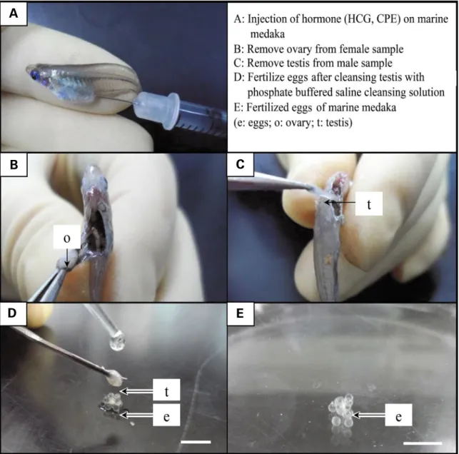 Fig. 1. Process of artificial fertilization by human chorionic gonadotropin (HCG) and carp pituitary extract (CPE) in marine medaka, Oryzias  dancena