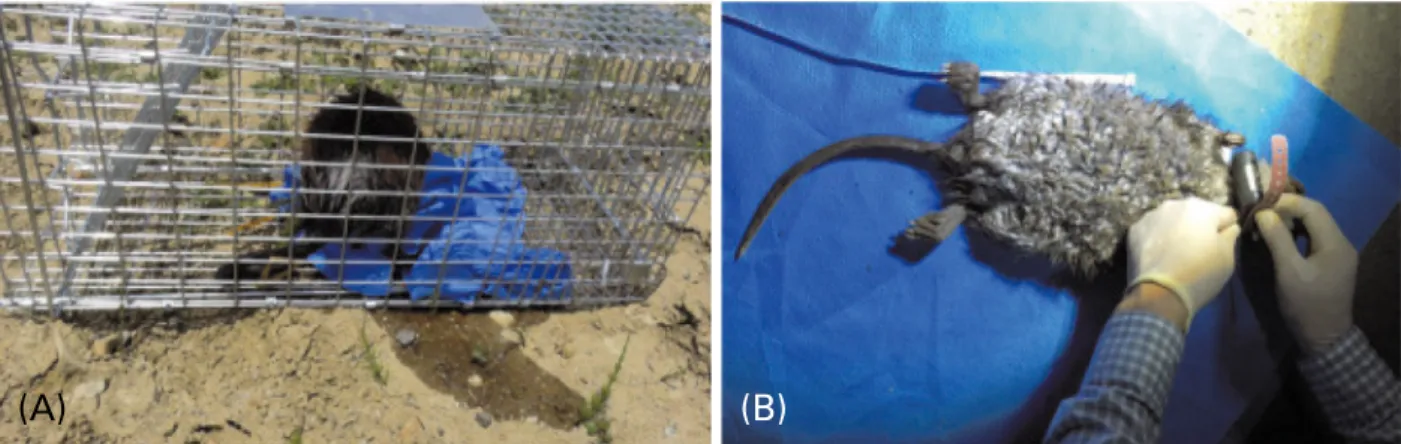 Fig. 3. VHF transmitter attachment process for radio-tracking. (A) Cage trap captured muskrat and (B) neck collar.