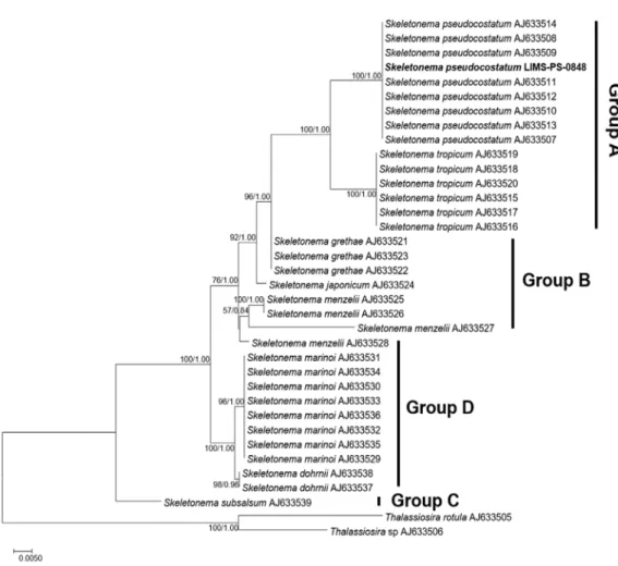 Fig. 4. Maximum-likelihood (ML) tree showing the phylogenetic position of Skeletonema pseudocostatum based on partial nuclear-encod- nuclear-encod-ed LSU rDNA sequences