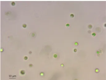 Fig. 1. Light micrograph of M. singularis MM0003.