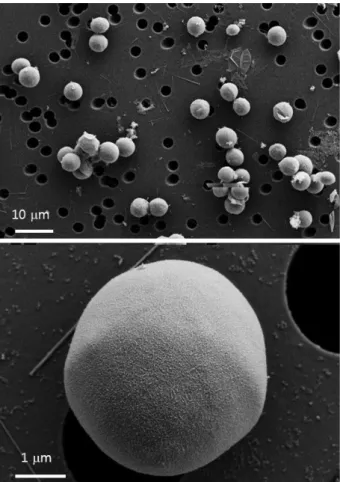 Fig. 3. TEM ultrastructure images of M. singularis MM0003. C: 