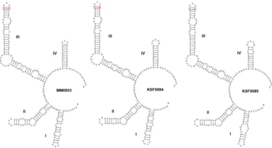 Fig. 5. ITS2 secondary structure for M. singularis MM0003, M. singularis KSF0094, and M