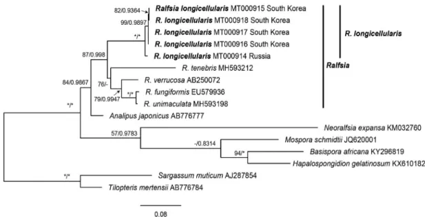 Fig. 2. Phylogenetic tree of Ralfsia and other species in Ralfsiales based on Bayesian and RA × ML analysis with rbcL sequences
