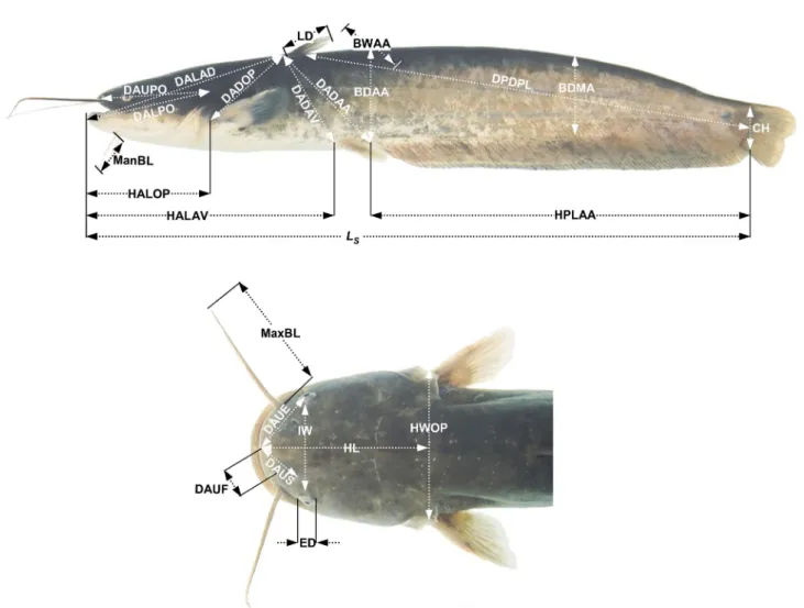Fig. 1. Morphometric measurements between each landmark for diploid and triploid Far Eastern catfish, Silurus asotus (after Park et al