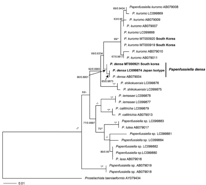 Fig. 2. Phylogenetic tree of Papenfussiella species based on ML and Bayesian analysis of rbc L-rbc S gene sequences