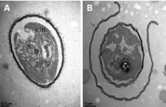 Fig. 3. (A) TEM images of Chlorella gloriosa MM0063. CHL: chloro- chloro-plast; N: nucleus; P: pyrenoid