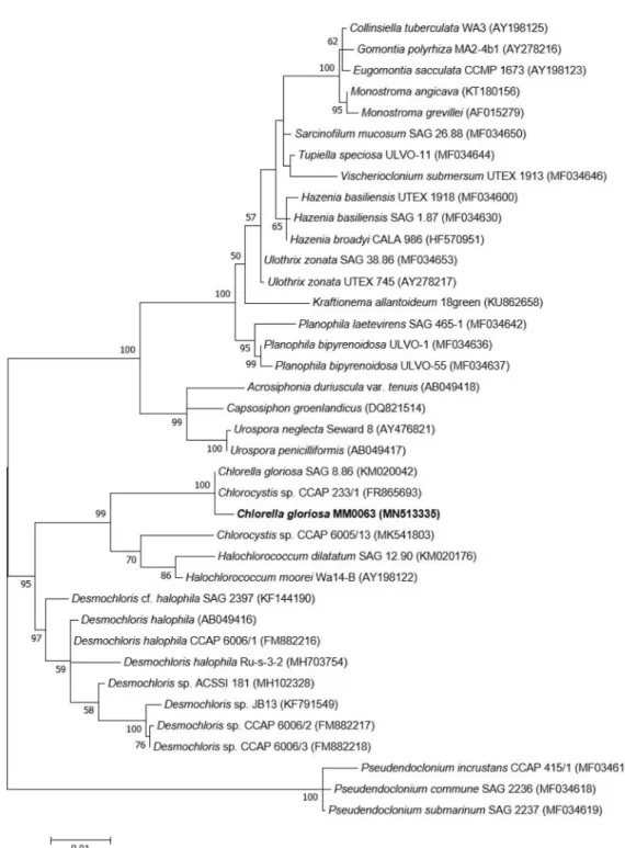 Fig. 4. The phylogenetic relationship between strain MM0063 and its closely related species inferred from the 18S rRNA sequence