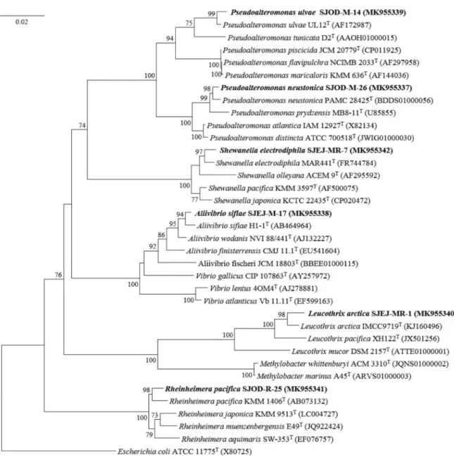 Fig. 1. Neighbor-joining phylogenetic tree based on 16S rRNA gene sequences showing the relationship between the strains isolated in  this study and their relatives in the class Gamma-proteobacteria