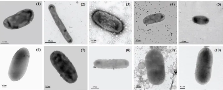 Fig. 3. Transmission electron micrographs of cells of the strains isolated in this study