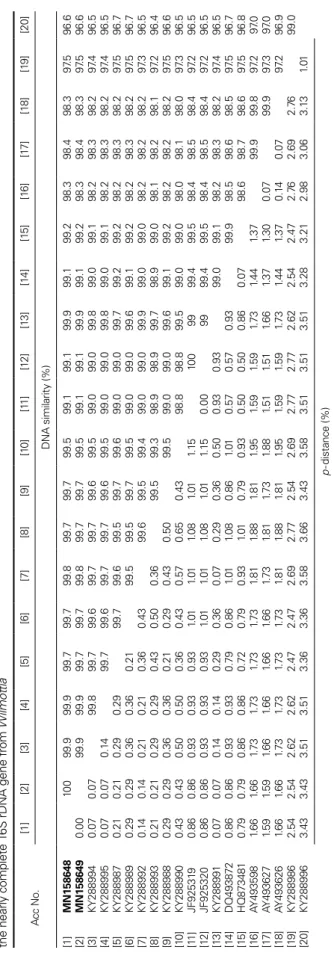 Table 2. Similarity scores(above diagonal) and % genetic distance (below diagonal) estimated by the Kimura 2-parameter model between 20 pairs of the aligned sequence data of  the nearly complete 16S rDNA gene from Wilmottia         Acc No.[1][2][3][4][5][6