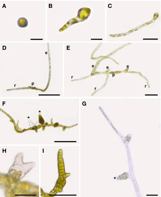 Fig. 1. Development of Feldmannia chitonicola in laboratory culture. A. Settled spore; B, C