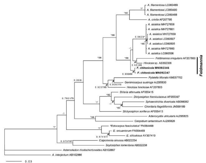 Fig. 3. Phylogenetic tree of Feldmannia species based on Bayesian and ML analysis with rbcL sequences