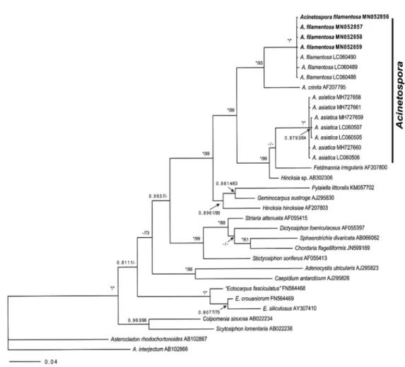 Fig. 2. Phylogenetic tree of Acinetospora species based on Bayesian and ML analysis with rbcL sequences