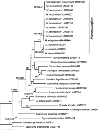 Fig. 4. Phylogenetic tree of Microspongium species based on  ML and Bayesian analysis with cox1 sequences