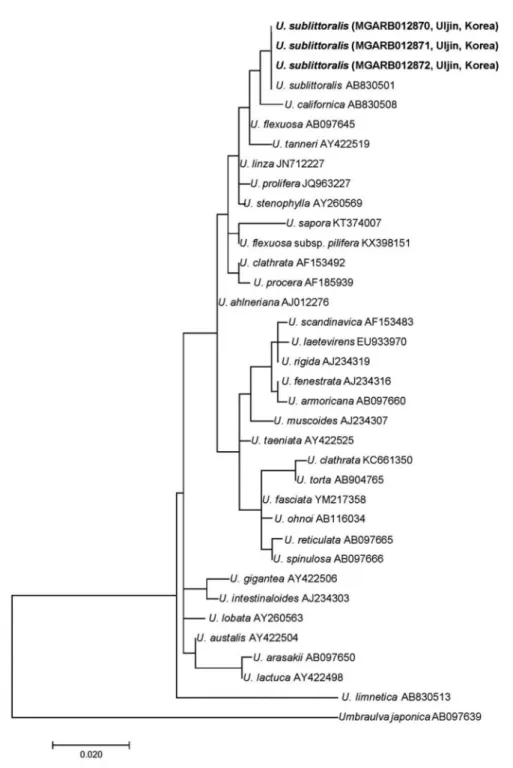 Fig. 2. Phylogenetic tree of selected taxa obtained from maximum-likelihood analysis based on ITS sequences