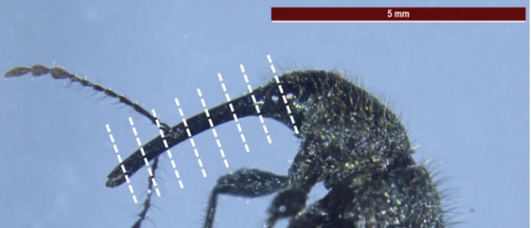 Fig. 2. Cutting locations of Cyllorhynchites ursulus mouthpart for sections. Scale bar = 5 mm.