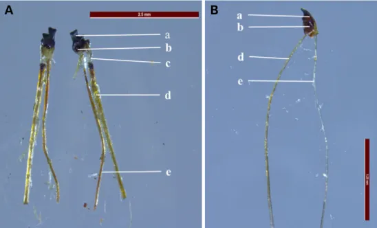 Fig. 3 은 도토리거위벌레와 밤바구미의 주둥이 부분 외