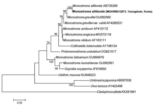 Fig. 2. Phylogenetic tree of Monostroma species obtained from ML (Maximum-likelihood) analysis based on ITS (Internal Transcribed Spac- Spac-er) sequences