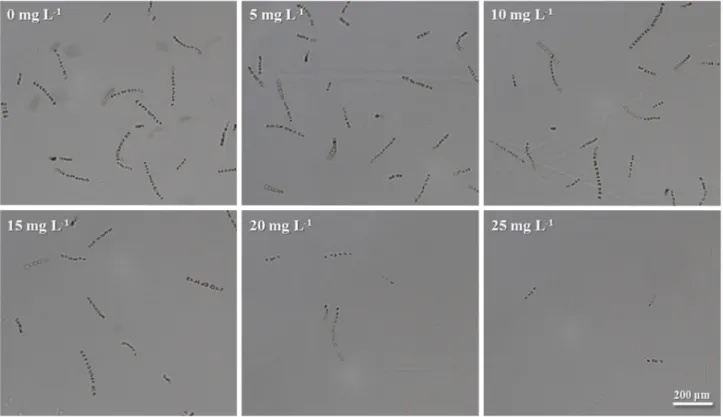 Fig. 3. Representative images of cell density of Skeletonema costatum exposure at different concentrations (0, 5, 10, 15, 20 and 25 mg  L -1 ) of zinc undecylenate.