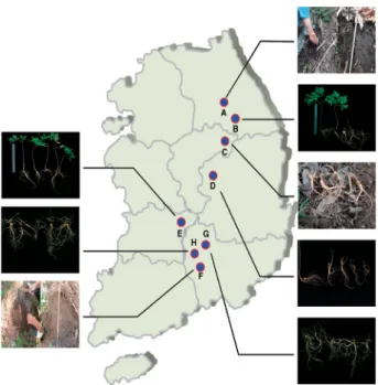 Fig. 1. Cultivation area and collection of wild-simulated ginseng  samples.