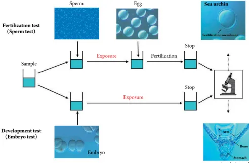 Fig. 1. A schematic diagram for fertilization and development test.