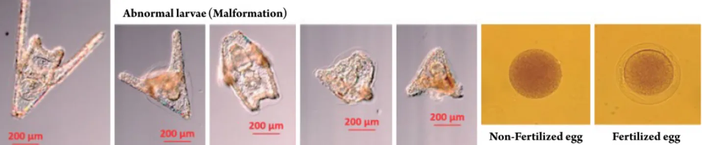 Fig. 2. The normal pluteus larvae and abnormal larvae (left) and fertilized and non-fertilized egg (right) of sea urchin.