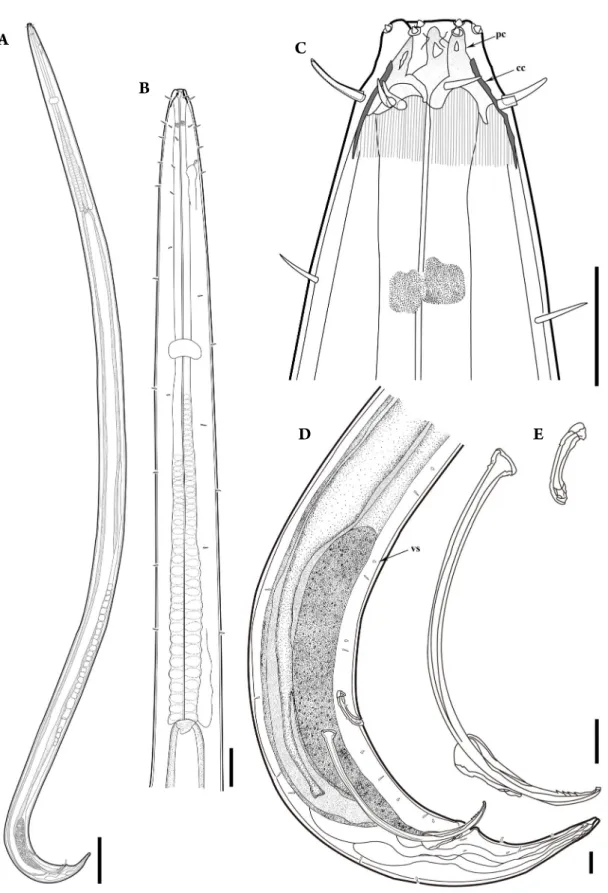 Fig. 1. Phanoderma koreense sp. nov., holotype male in lateral view: A, habitus; B, anterior region; C, head region; D, spicule and tail region; 
