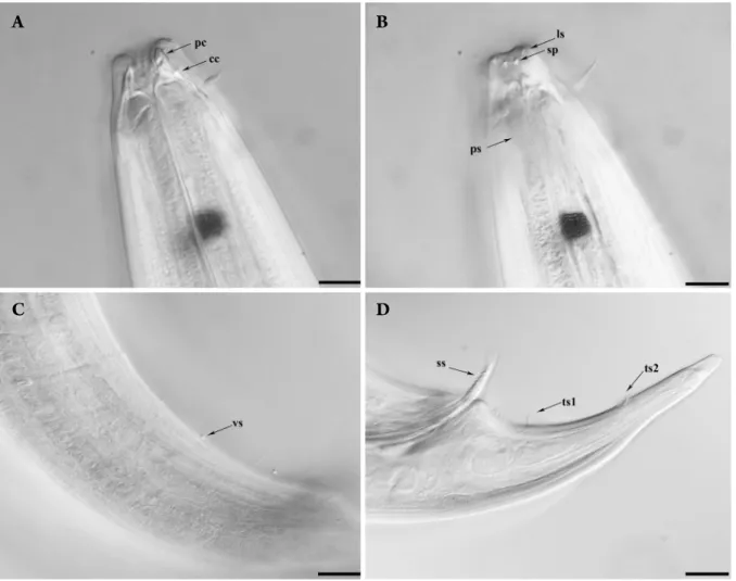 Fig. 3. Phanoderma koreense sp. nov., DIC photomicrographs, holotype male in lateral view: A, head region; B, head region showing labi- labi-al sensilla and subventrlabi-al projection part; C, ventrlabi-al cloaclabi-al seta; D, tail region showing serrated
