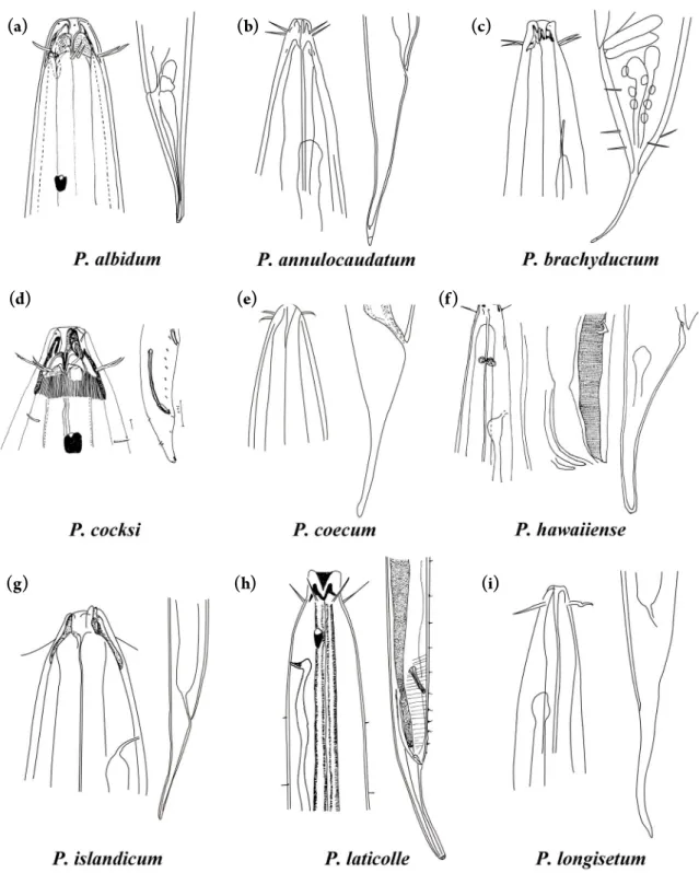 Fig. 4. Pictorial key to the valid species of the genus Phanoderma except for P. macrolaimum