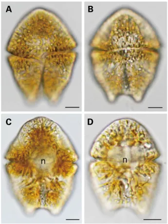 Fig. 2. Relationship between cell density and in vivo chlorophyll  fluorescence of Akashiwo sanguinea.