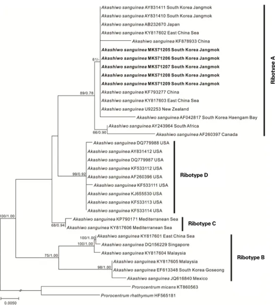Fig. 5. Maximum likelihood (ML) tree showing Akashiwo sanguinea phylogenic position based on partial nuclear-encoded LSU rDNA se- se-quences