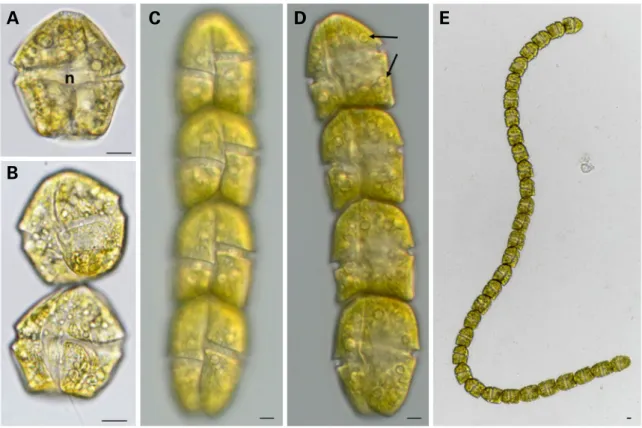 Fig. 3. Light micrographs of Gymnodinium catenatum. A. Ventral view, median focus showing the position of the nucleus (n)