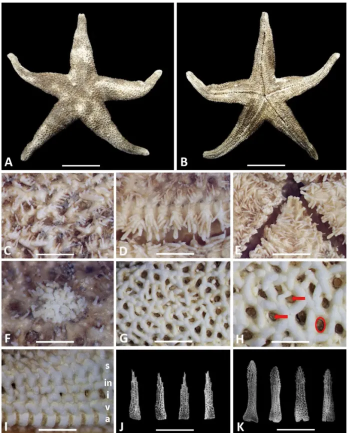 Fig. 1. Henricia anomala. A. abactinal side; B. actinal side; C. abactinal paxillae; D