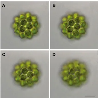 Fig. 3.    Coelastrum reticulatum var. cubanum Komárek 1975. Scale  bar: 10 μm. A-C: Short cylindrical extension, D: Subapical  junction shoots