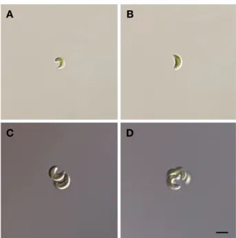 Fig. 5.    Tetrachlorella incerta Hindák 1977. Scale bar: 10 μm. 