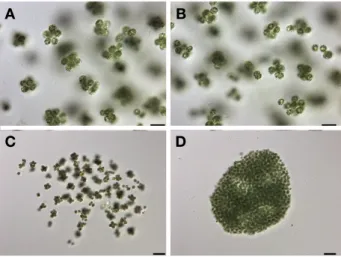 Fig. 9.    Microscopic  photographs  of  Eucapsis microscopica (Ko- (Ko-márková-Legnerová and G