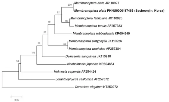Fig. 2.    Phylogenetic  tree  of  Membranoptera species obtained from a maximum­likelihood method based on rbcL sequences