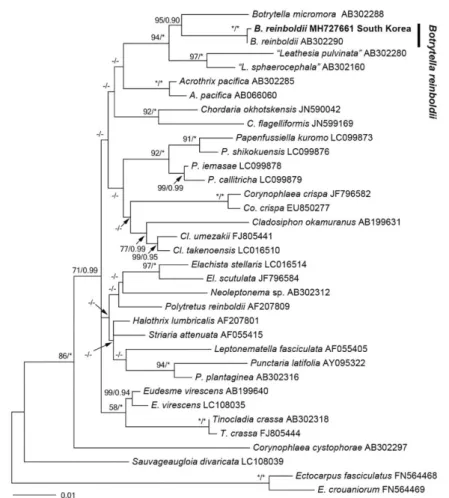 Fig. 4.   Phylogenetic tree of Botrytella species based on ML and Bayesian analysis with rbcL sequences